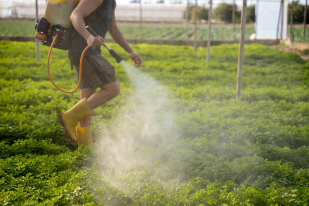 Best Wasp Removal Services  in Sebring, FL