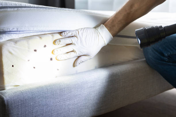 Wasp Removal Services in Sebring, FL