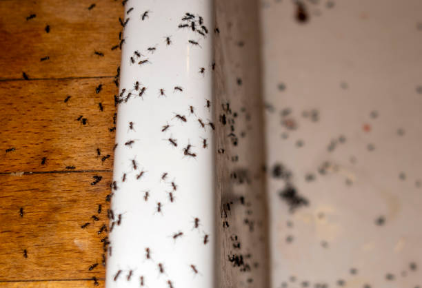 Best Best Pest Control Companies  in Sebring, FL
